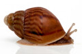 Lissachatina immaculata ssp. Mozambique juvenil, 25mm